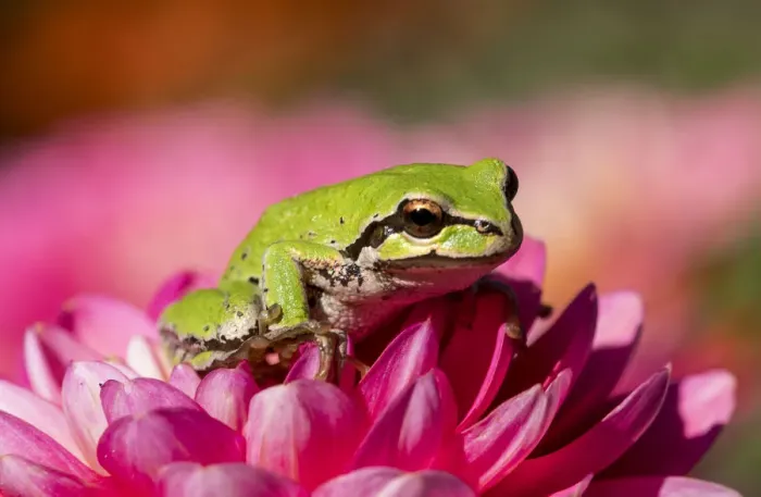 Framed Print : Pacific green tree frog on dahlia Framed Print : Pacific green tree frog on dahlia