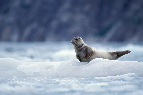 pacific harbor seal, Phoca vitulina, on an ice floe from Northwest Glacier, Kenai