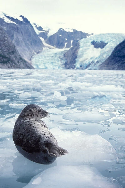 pacific Harbor seal, Phoca vitulina richardsi Linnaeus, on ice, Northwestern Fjord