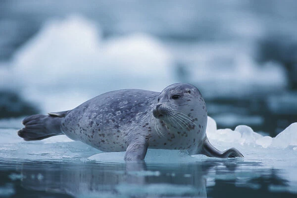 pacific Harbor seal, Phoca vitulina richardsi Linnaeus, on ice, Northwestern Fjord