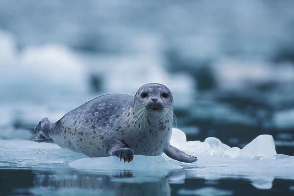 pacific harbor seal, Phoca vitulina richardsi Linnaeus, on ice, Northwestern Fjord