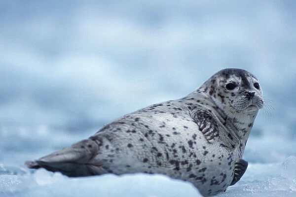 Pacific harbor seal, Phoca vitulina richardsi Linnaeus, on ice in Northwestern Fjord