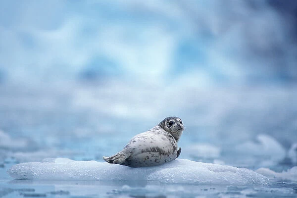 Pacific harbor seal, Phoca vitulina richardsi Linnaeus, on ice off Northwestern Fjord
