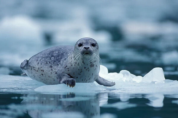 pacific harbor seal, Phoca vitulina richardsi Linnaeus, on an ice floe at Northwestern Fjord