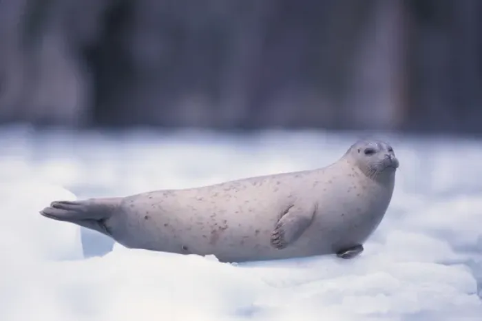 Framed Print : pacific harbor seal, Phoca vitulina richardsi Linnaeus, on ice, Northwestern Fjord Framed Print : pacific harbor seal, Phoca vitulina richardsi Linnaeus, on ice, Northwestern Fjord