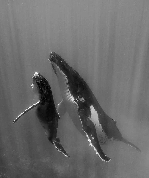 Pacific Islands, Kingdom of Tonga. Mother and Calf, Humpback Whales (Megaptera novaeangliae)