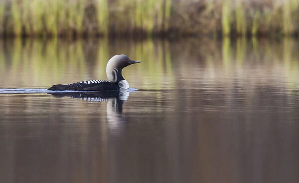 Pacific Loon, Arctic Reflections