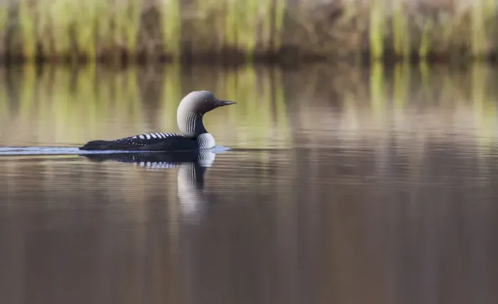 Framed Print : Pacific Loon, Arctic Reflections Framed Print : Pacific Loon, Arctic Reflections