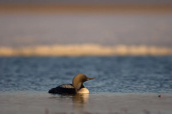 pacific loon, Gavia pacifica, on a freshwater lake in the National Petroleum Reserves