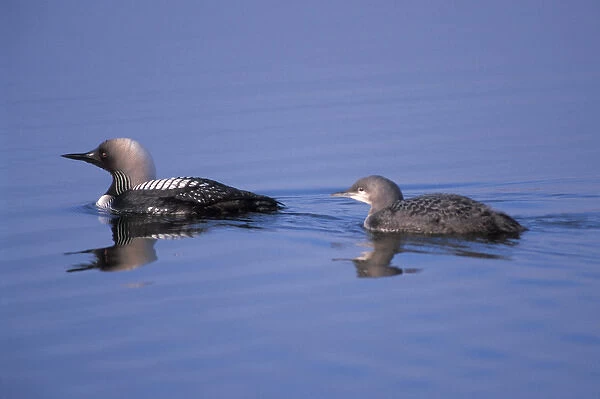 pacific loon, Gravia pacifica, on the central arctic coast of Alaska