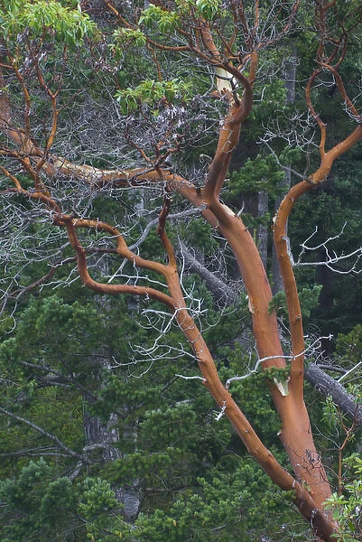 Pacific Madrona (Arbutus menziesii) Tree, Orcas Island, Washington, US