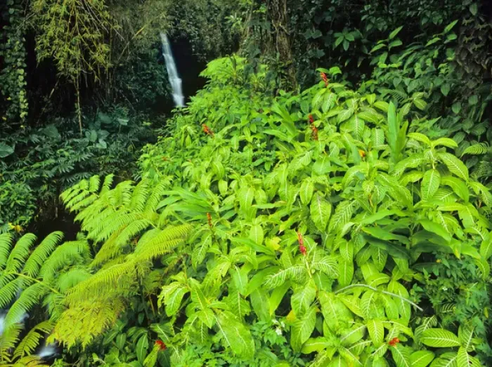 Framed Print : Pacific, Mid-Pacific, Mid-Pac, Hawaii, Big Island, Hilo, Akaka Falls State Park