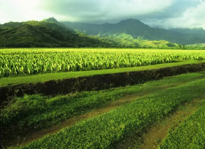 Framed Print : Pacific, Mid-Pacific, Mid-Pac, United States, Hawaii, Kauai, Lush valley of taro fields Framed Print : Pacific, Mid-Pacific, Mid-Pac, United States, Hawaii, Kauai, Lush valley of taro fields