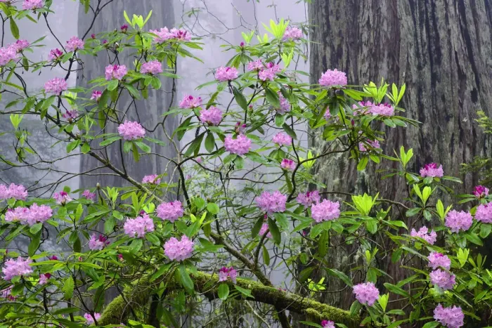 Framed Print : Pacific Rhododendron in foggy redwood forest, Redwood National Park Framed Print : Pacific Rhododendron in foggy redwood forest, Redwood National Park