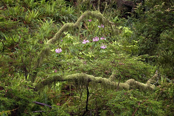 Pacific Rhododendron in foggy redwood forest, Redwood National Park