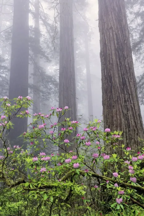 Framed Print : Pacific Rhododendron in foggy redwood forest, Redwood National Park Framed Print : Pacific Rhododendron in foggy redwood forest, Redwood National Park