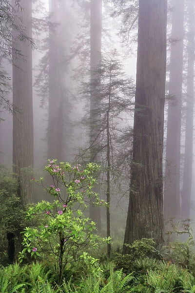 Pacific Rhododendron in foggy redwood forest, Redwood National Park