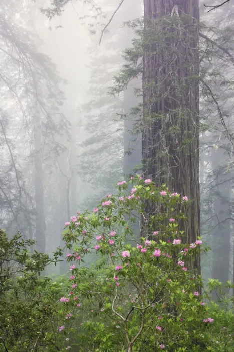 Framed Print : Pacific Rhododendron in foggy redwood forest, Redwood National Park Framed Print : Pacific Rhododendron in foggy redwood forest, Redwood National Park