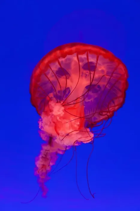 Framed Print : Pacific Sea Nettle Jellyfish (Chrysaora fuscescens), Shanghai Aquarium, Shanghai, China Framed Print : Pacific Sea Nettle Jellyfish (Chrysaora fuscescens), Shanghai Aquarium, Shanghai, China