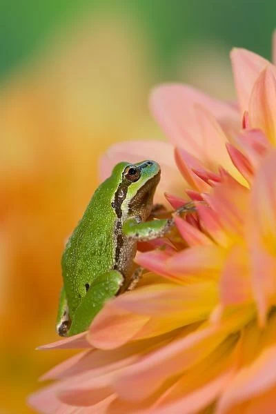 Pacific tree frog on flowers in our garden, Sammamish Washington