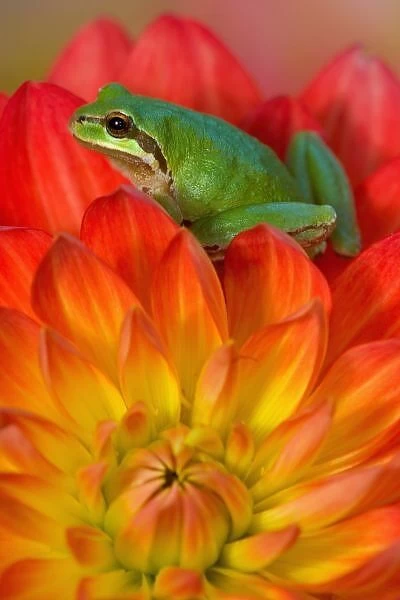 Pacific tree frog on flowers in our garden, Sammamish Washington
