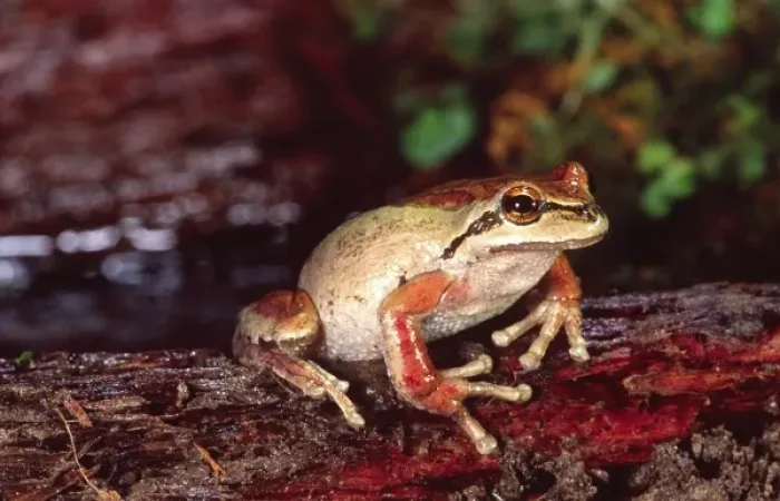 Framed Print : Pacific Treefrog, Hyla regilla, Native to California  /  Pacific Coast