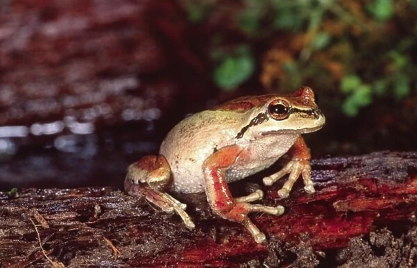 Pacific Treefrog, Hyla regilla, Native to California  /  Pacific Coast