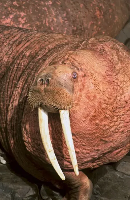 Framed Print : Pacific Walrus (Odobenus rosmarus divergens). Round Island, Alaska, USA, North America Framed Print : Pacific Walrus (Odobenus rosmarus divergens). Round Island, Alaska, USA, North America