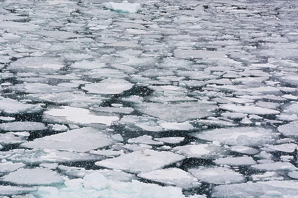 Pack ice in Disko Bay during a snow storm. Ilulissat, Greenland