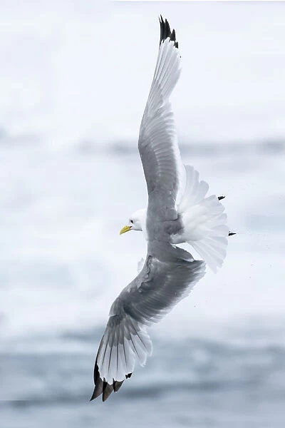Pack ice, north of Svalbard. A black-legged kittiwake showing its flying capabilities