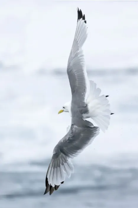 Framed Print : Pack ice, north of Svalbard. A black-legged kittiwake showing its flying capabilities Framed Print : Pack ice, north of Svalbard. A black-legged kittiwake showing its flying capabilities