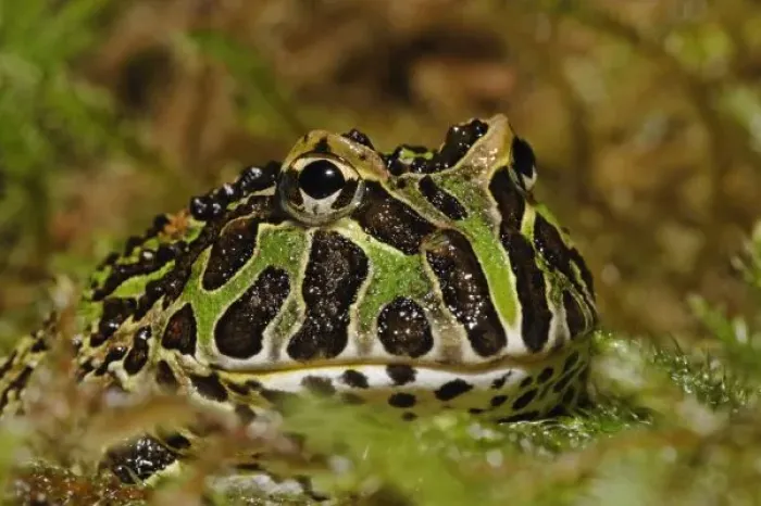 Framed Print : Pacman frog, Ceratophrys Framed Print : Pacman frog, Ceratophrys