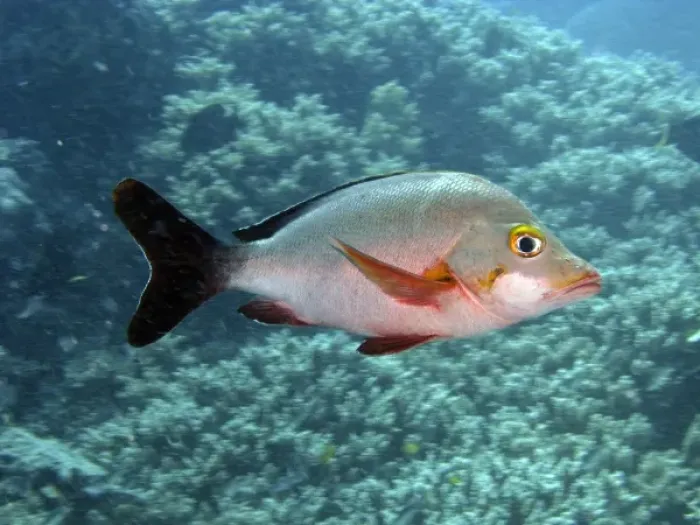 Framed Print : Paddle-tail ( Lutjanus gibbus ), Agincourt Reef, Great Barrier Reef, North Queensland