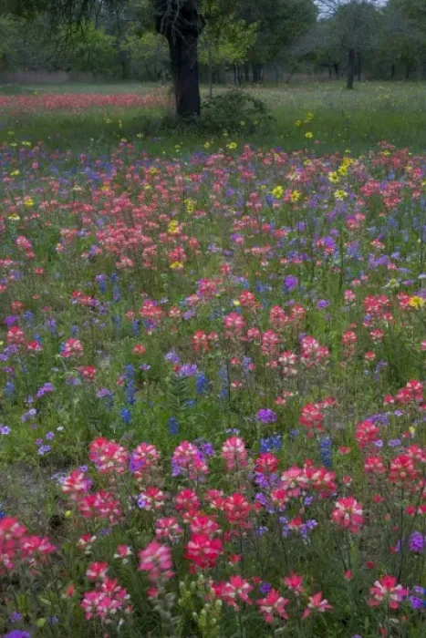 Framed Print : Paint Brush, Blue Bonnets and Phlox in field surround by Oak Trees near Devine Texas