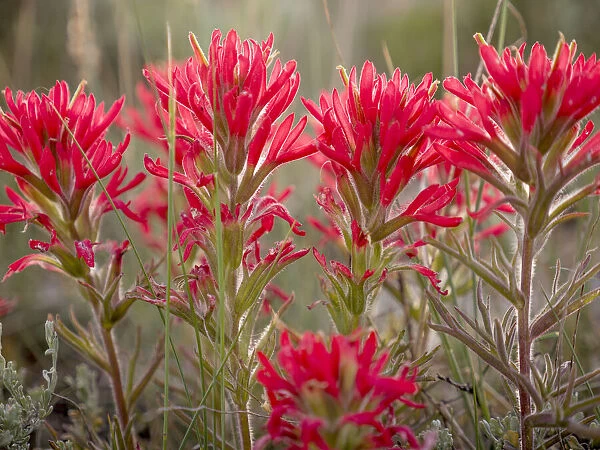 Paintbrush flowers, Great Basin National Park, Nevada