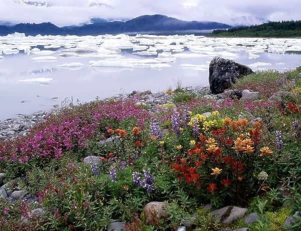 Paintbrush, Lupine, Fireweed. Icebergs Russell Fiord Wilderness Tongass NF, Alaska