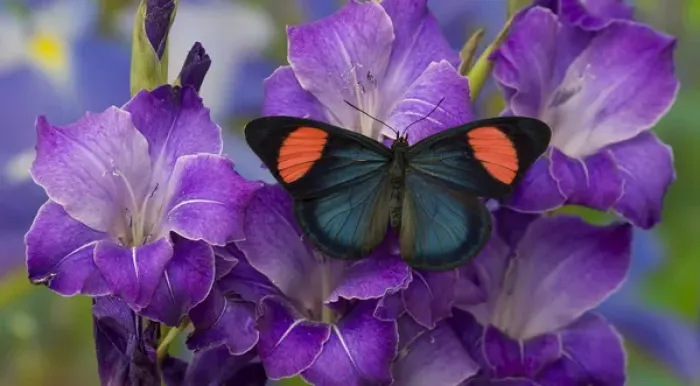 Framed Print : Painted Beauty Butterfly from the Amazon Region, Batesia hypochlora Framed Print : Painted Beauty Butterfly from the Amazon Region, Batesia hypochlora