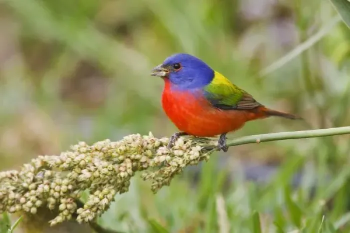 Framed Print : Painted Bunting Framed Print : Painted Bunting
