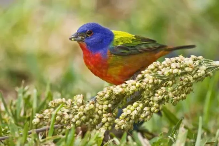 Framed Print : Painted Bunting Framed Print : Painted Bunting