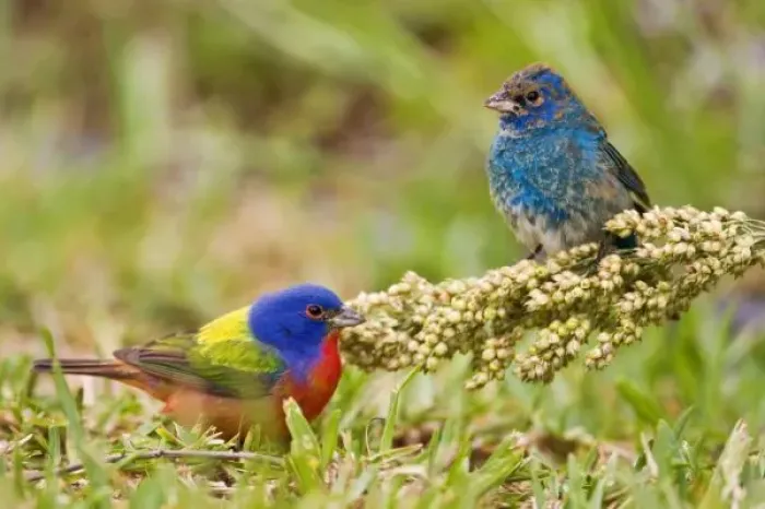 Framed Print : Painted Bunting Framed Print : Painted Bunting