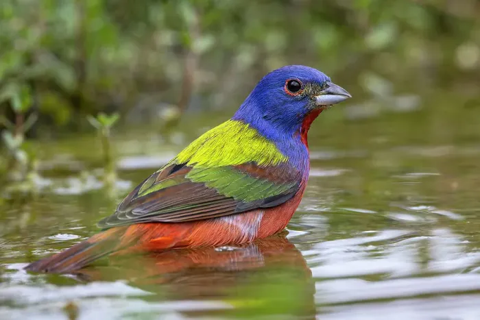 Framed Print : Painted bunting bathing, Rio Grande Valley, Texas Framed Print : Painted bunting bathing, Rio Grande Valley, Texas