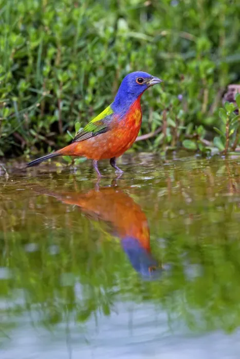 Framed Print : Painted bunting bathing, Rio Grande Valley, Texas