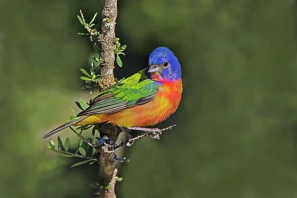 Painted bunting foraging in brush country near the Rio Grande, Texas