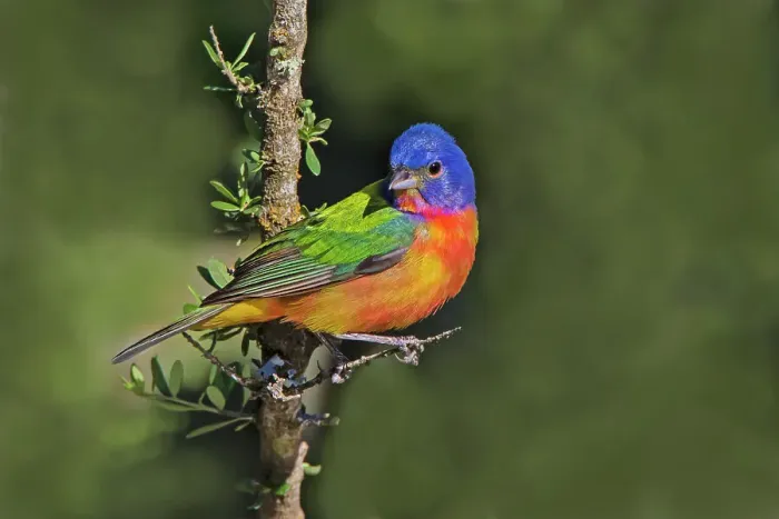 Framed Print : Painted bunting foraging in brush country near the Rio Grande, Texas Framed Print : Painted bunting foraging in brush country near the Rio Grande, Texas