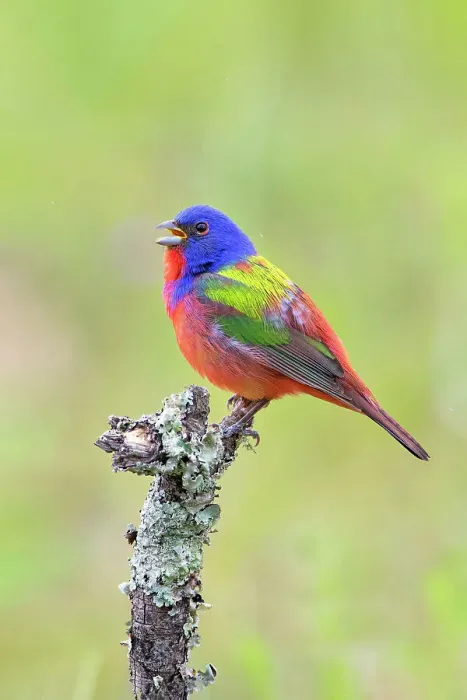 Framed Print : Painted bunting male singing Framed Print : Painted bunting male singing
