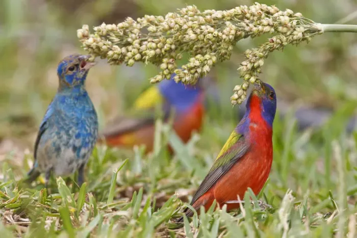 Framed Print : Painted Bunting (Passerian ciris) male feeding with indigo buntings on milo seeds Framed Print : Painted Bunting (Passerian ciris) male feeding with indigo buntings on milo seeds