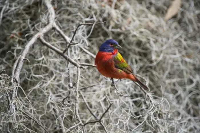 Framed Print : Painted bunting (Passerina ciris), Little St Simons Island, Barrier Islands, Georgia