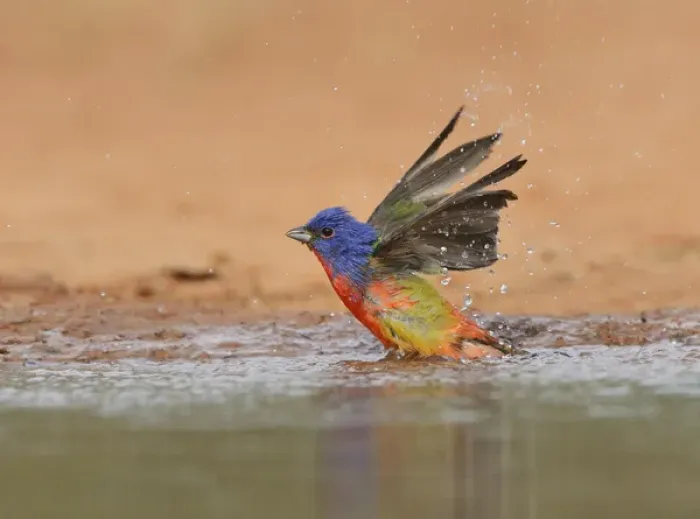 Framed Print : Painted Bunting (Passerina ciris), adult male bathing, Rio Grande Valley, South Texas Framed Print : Painted Bunting (Passerina ciris), adult male bathing, Rio Grande Valley, South Texas