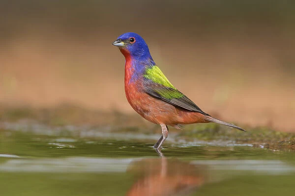 Painted Bunting (Passerina ciris) male bathing in ranch pond