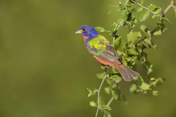 Painted Bunting (Passerina ciris) male perched in bush